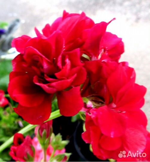 Герань сортовая