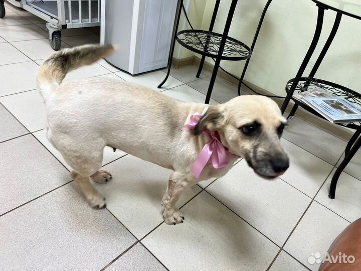 Небольшая собачка в добрые руки