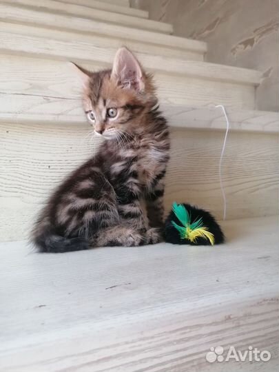 Курильский бобтейл. Доставка. Читайте текст