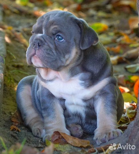 Английский бульдог, шикарный мальчик