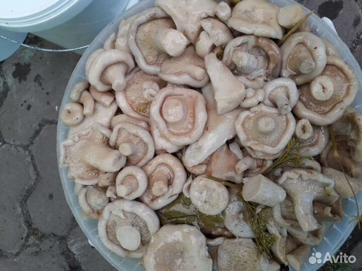 Грибы грузди соленые