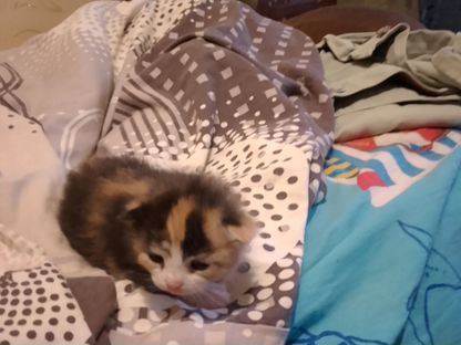 Котёнок в добрые руки, Уемский