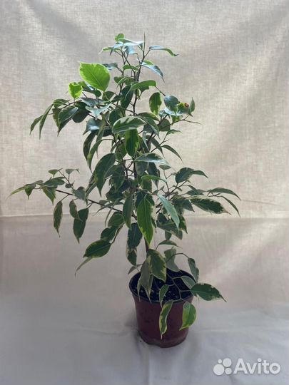 Фикус 