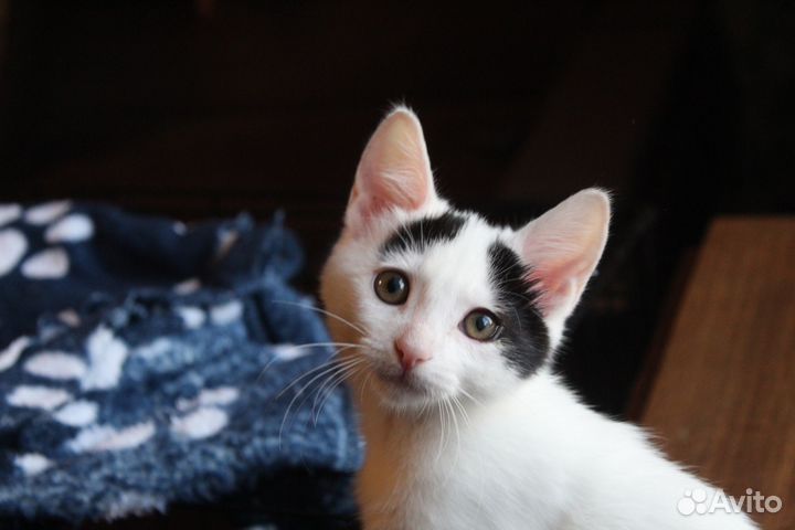 Котенок 2,5 месяца