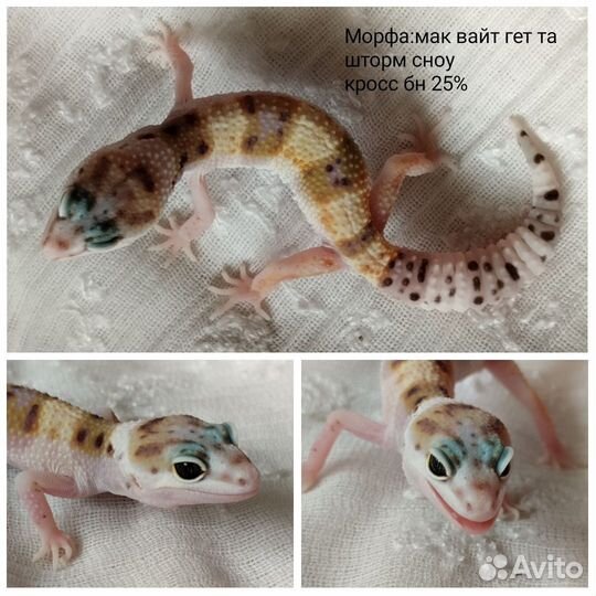 Геккон эублефар