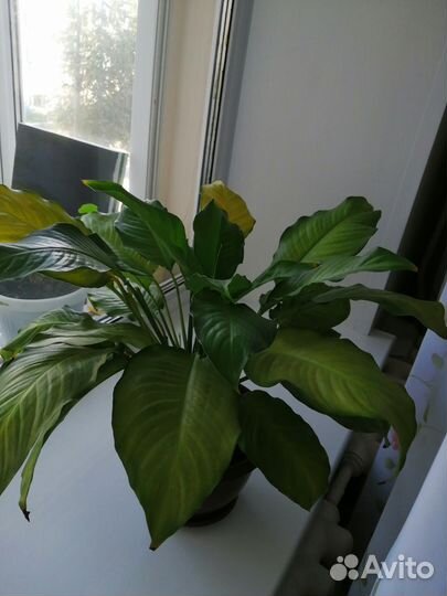 Спатифиллум