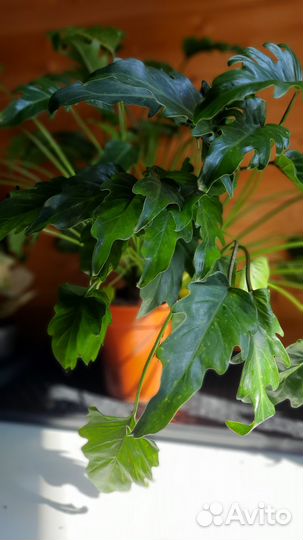 Филодендрон Ксанаду (с ароматом тропического леса)