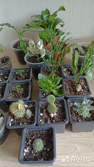 Комнатные растения