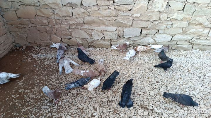 Бакинские бойные голуби