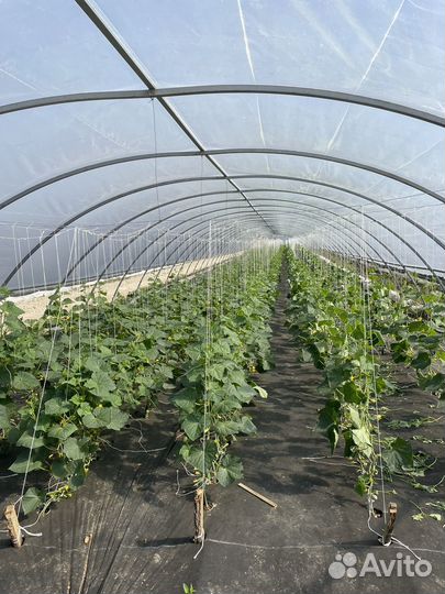 Готовый бизнес,сельское хозяйство