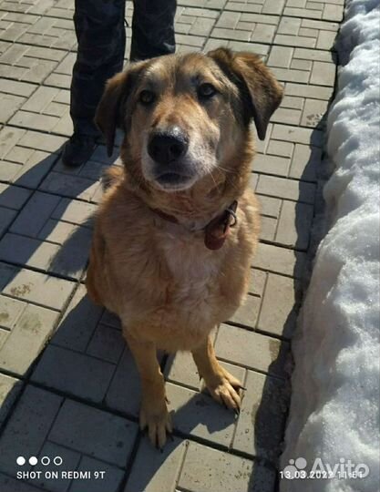 Лучшая собака