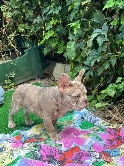 Элитный мальчик