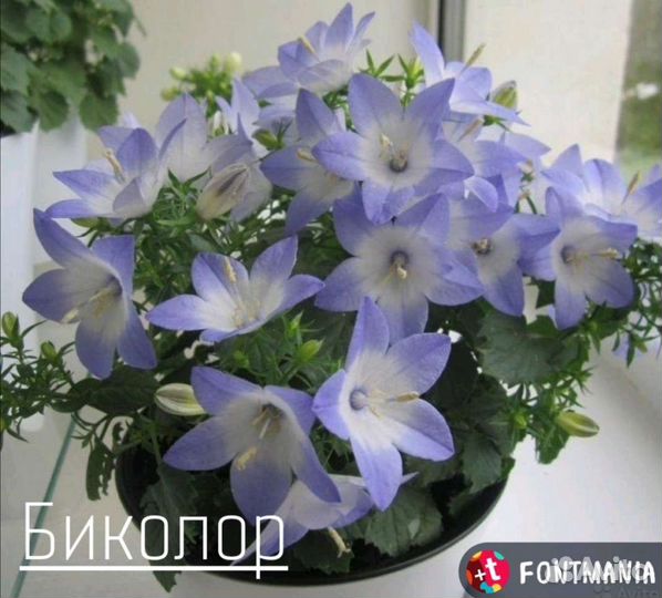 Кампанула жених и невеста