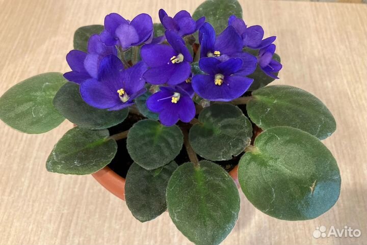 Сортовые фиалки