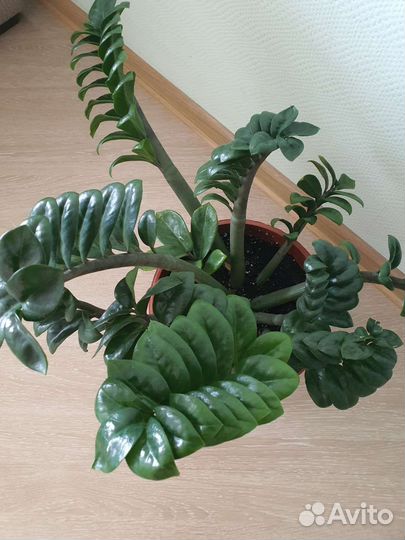 Замиокулькас зензи жук