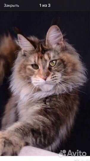 Передержка кошен и небольших собачек