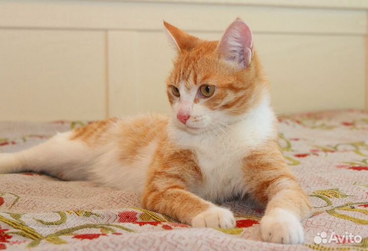 Арни - бело-рыжий котик очень добрый,в дар