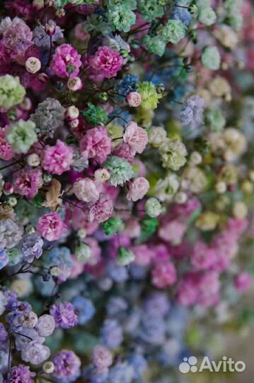 Радужная гипсофила