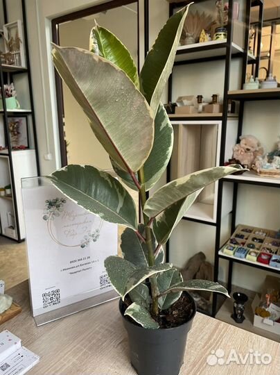 Комнатные растения