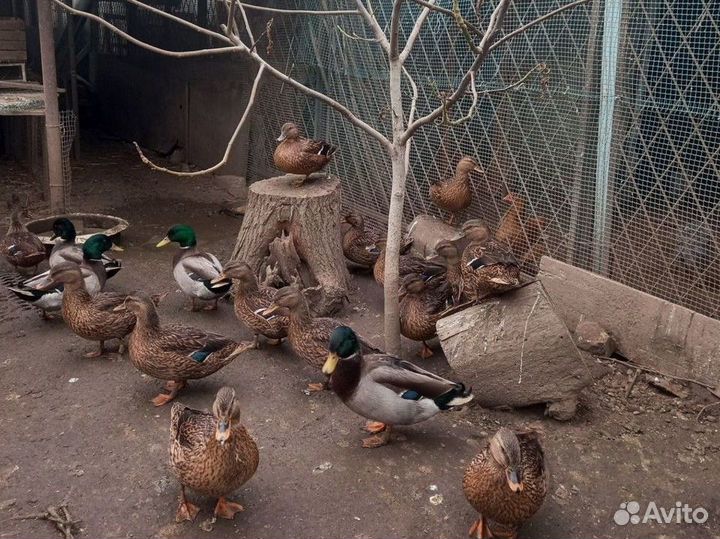 Дикие подсадные утки