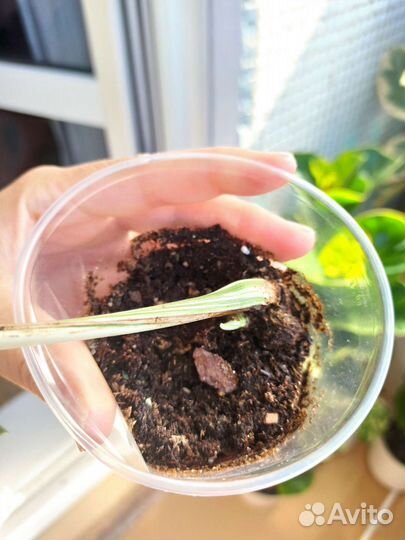 Монстера вариегатная Альба