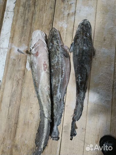 Рыба свежемороженая