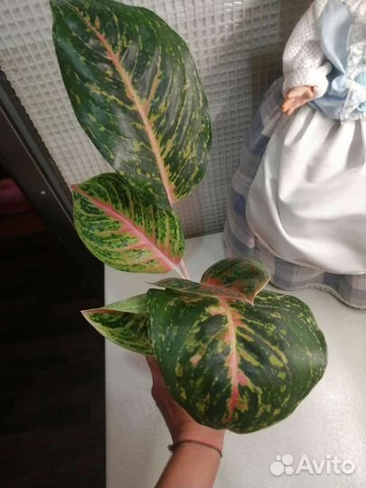 Аглаонема sarre