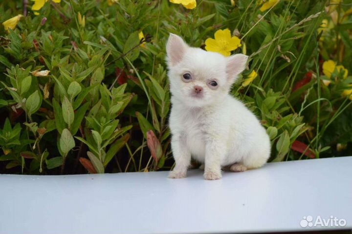 Микро и мини близняшки