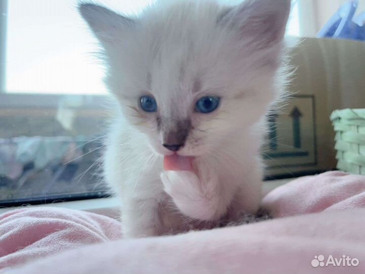 Невская маскарадная