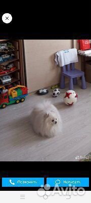 Ищу невесту