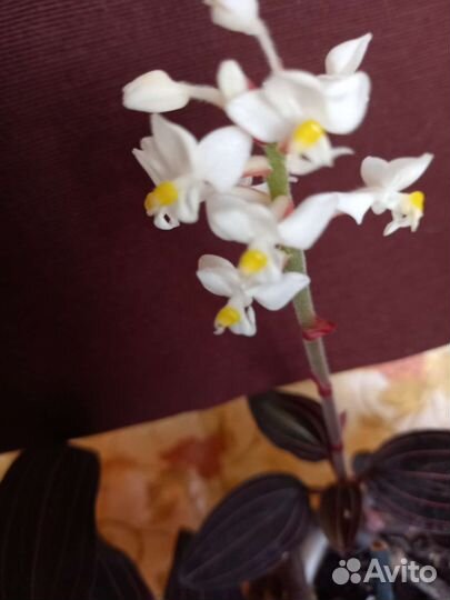 Драгоценная орхидея