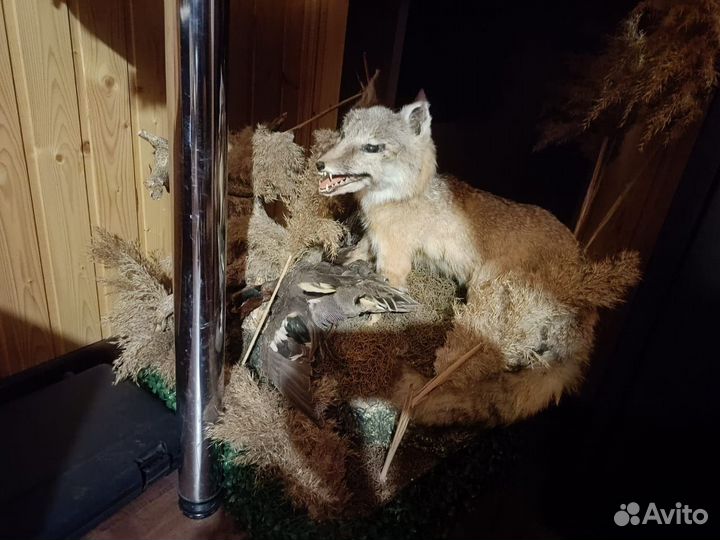 Чучело корсака с чирком