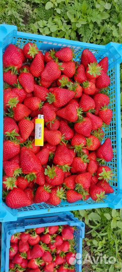 Клубника Мурано