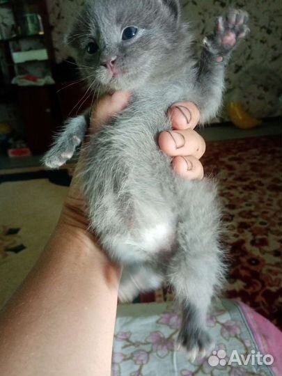 Котята домашние
