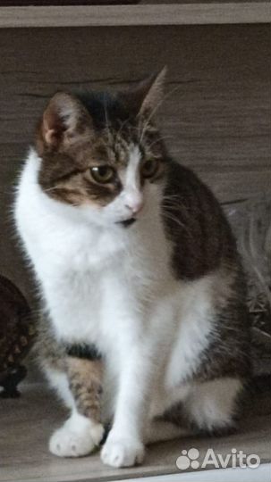 Отдам в добрые руки