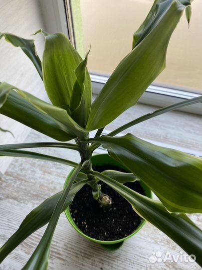 Драцена душистая