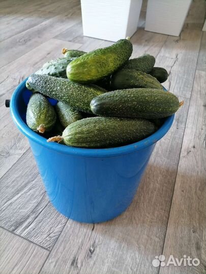 Огурцы свежие, только что с куста