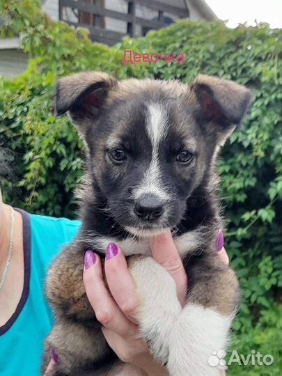 Щенки в добрые руки