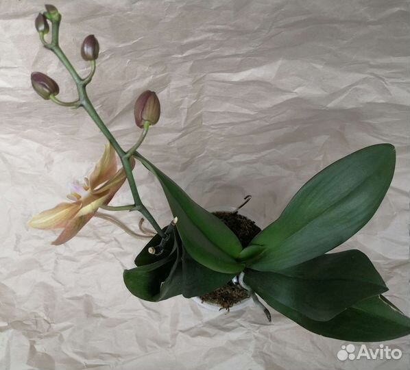 Орхидея фаленопсис Монако