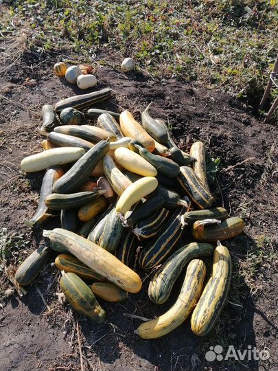 Кабачки на корм животным