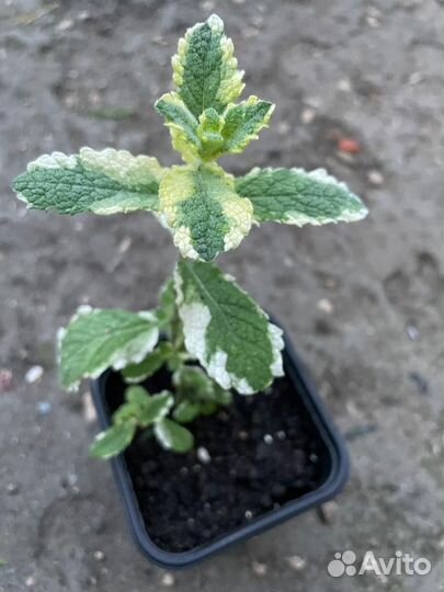 Мята экзотика ананасная вариегатная