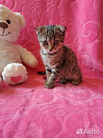 Шотландская вислоухая