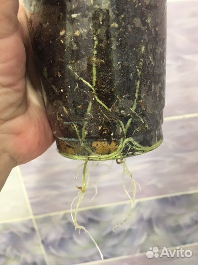 Домашние растения