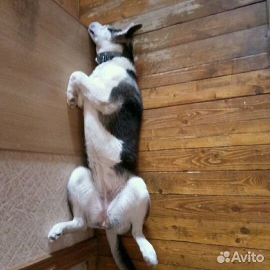 Передержка собак