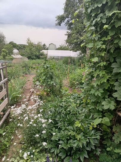 Участок 46 сот. (ИЖС)