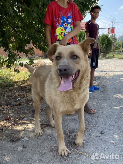 Шикарный мальчик Красавчик