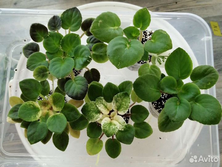 Наборы сортовых фиалок из 5штук