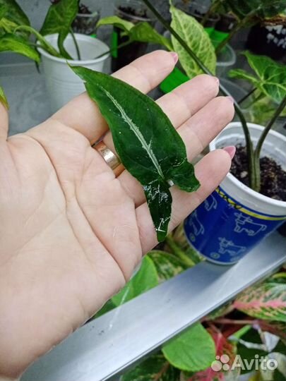 Сингониумы