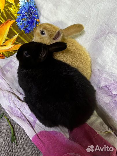 Кролики мясных пород