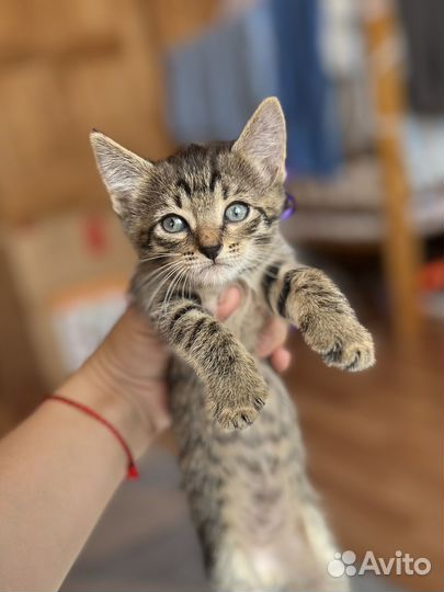 Котята в добрые руки даром